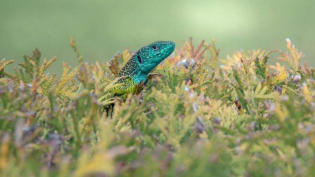 Lizard Jump